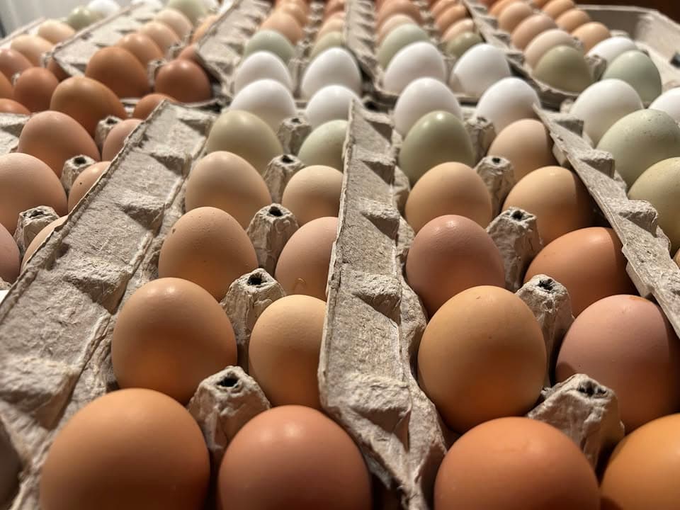 Fresh multicolored eggs from Willow B Farm