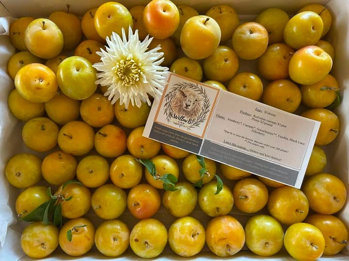 Freshly picked yellow plums in a produce box