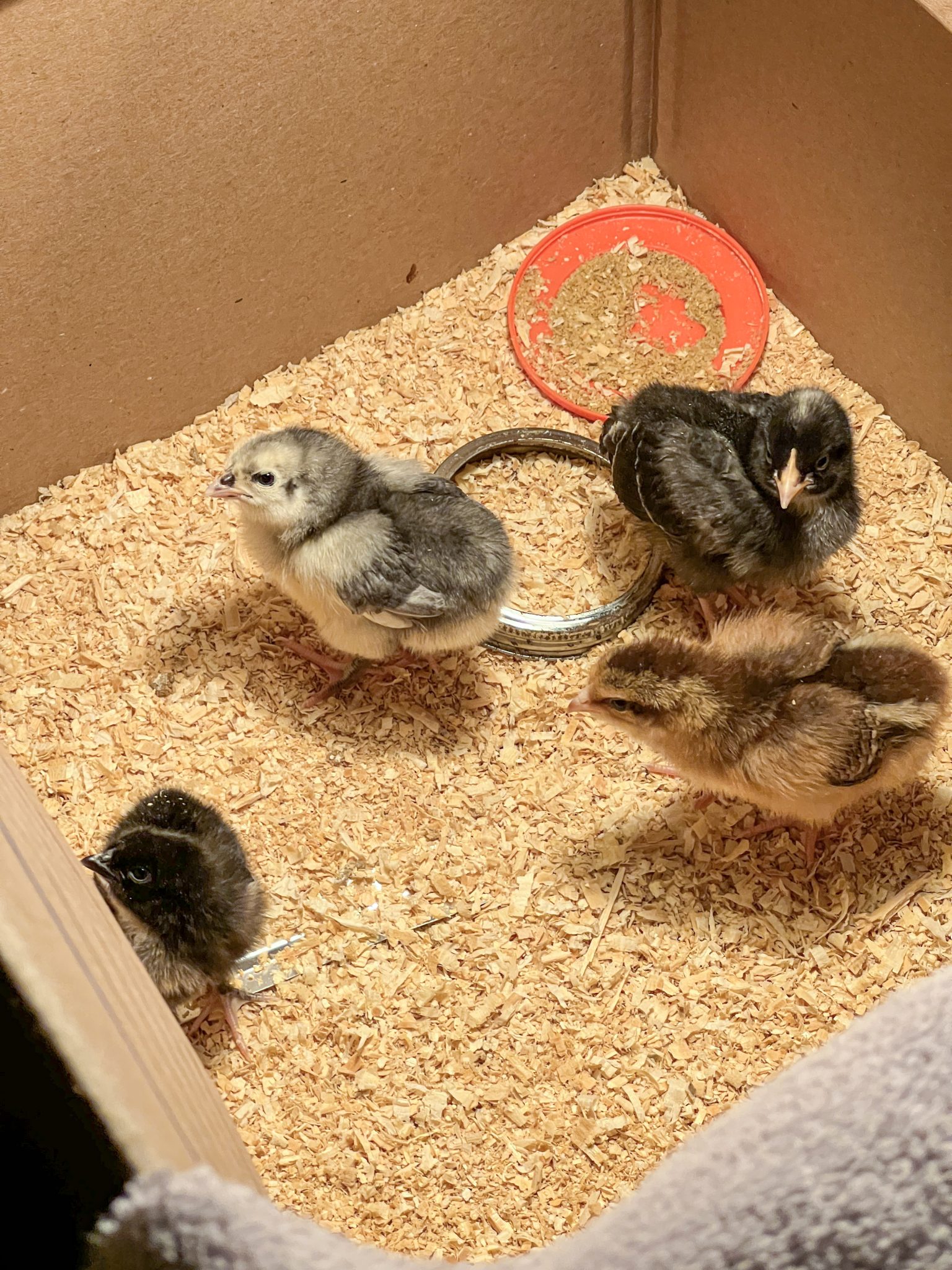 Baby Chicks