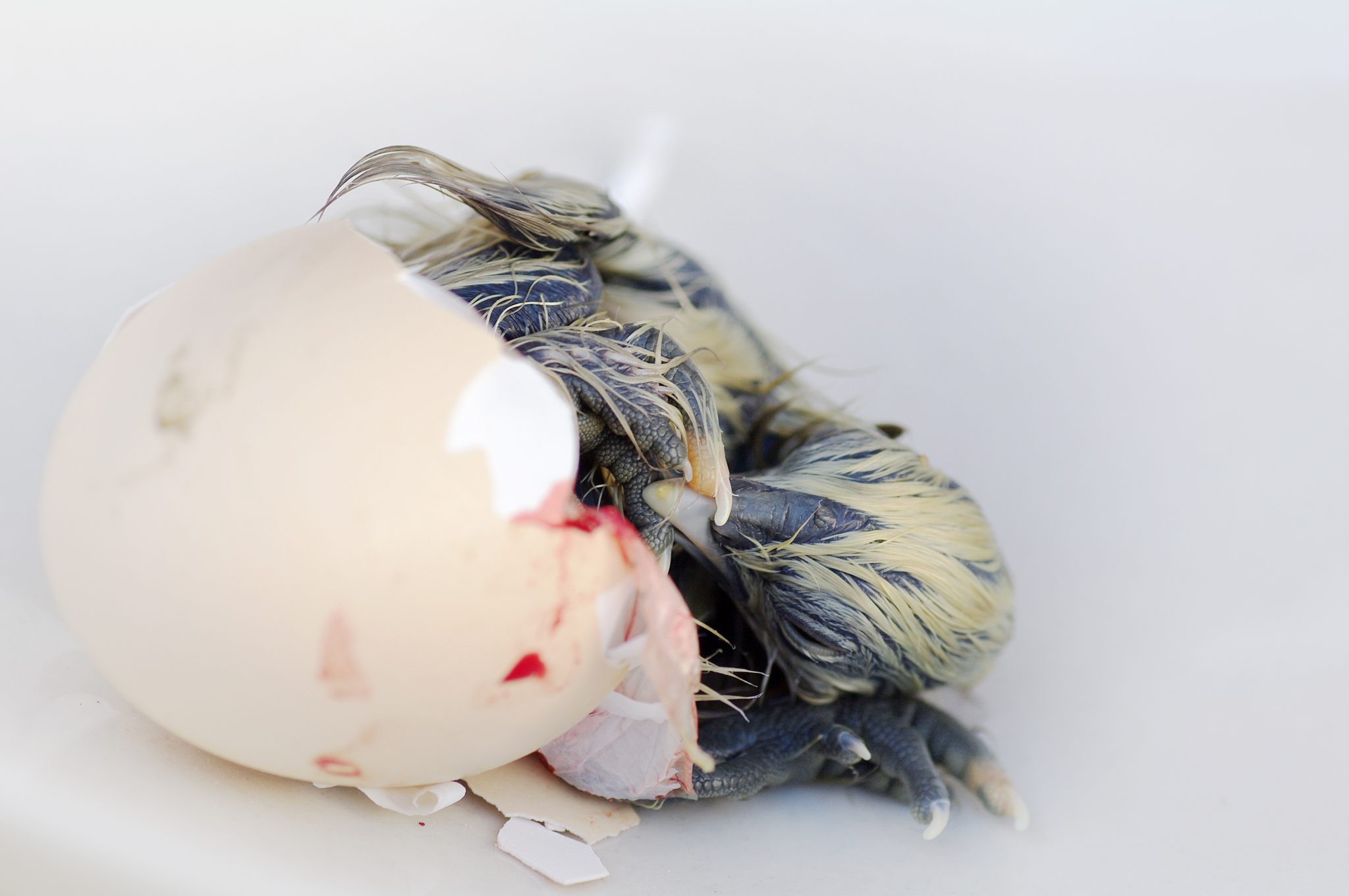 Day-old chicks