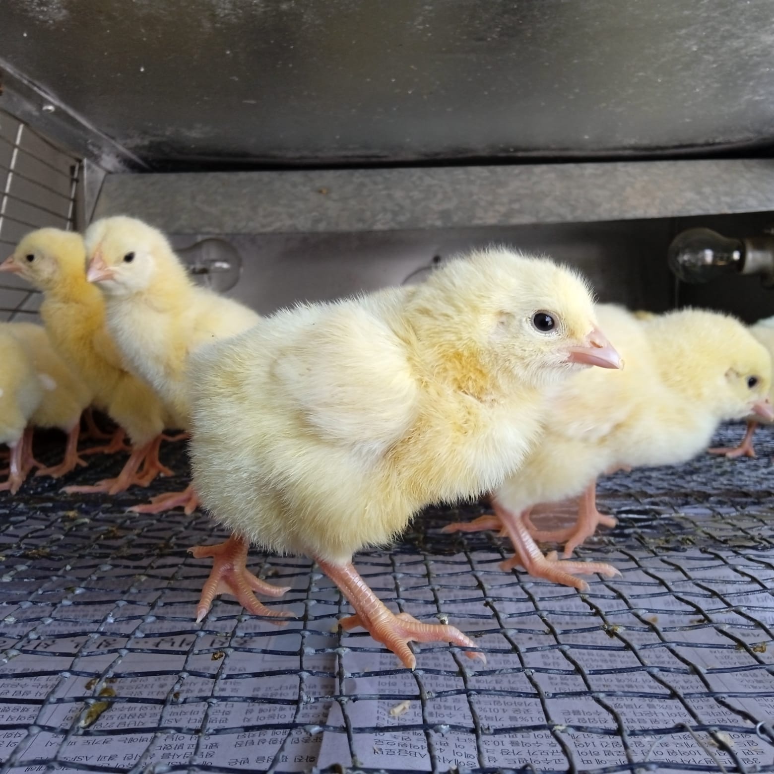 Day-old chicks