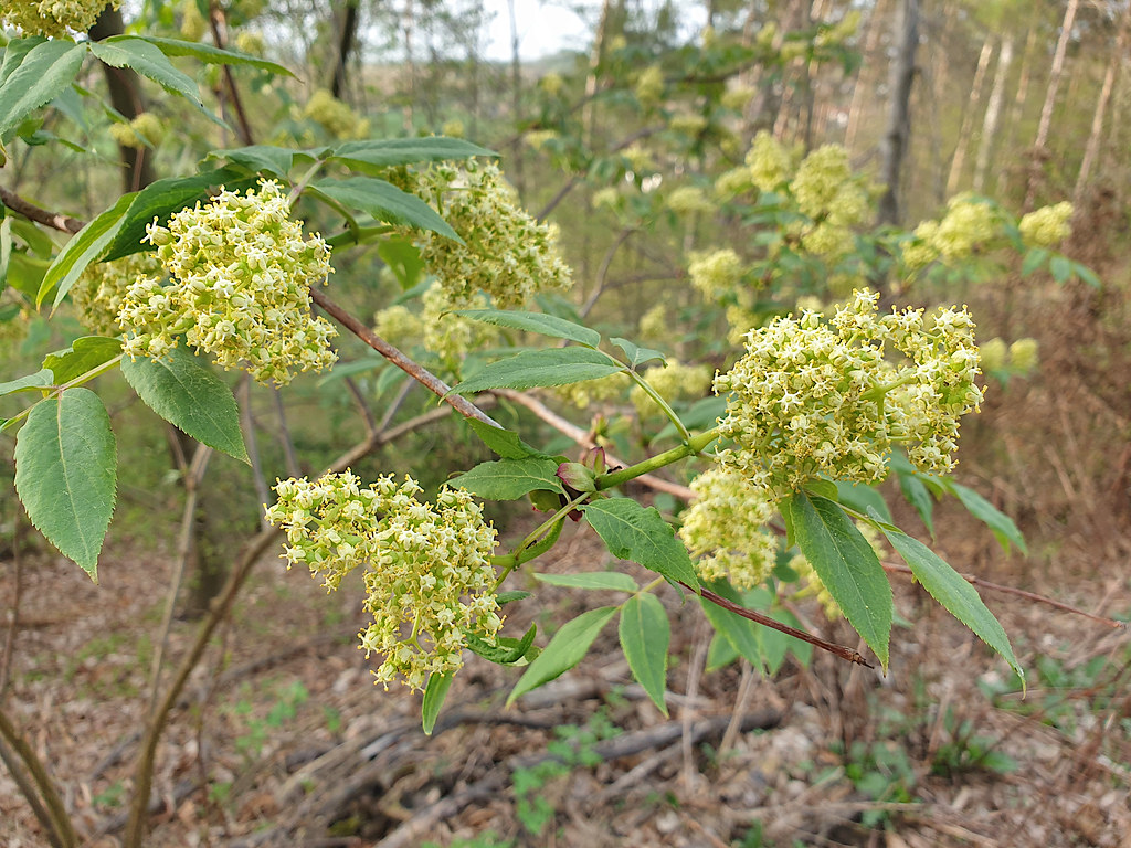 Black Lace Elderberry