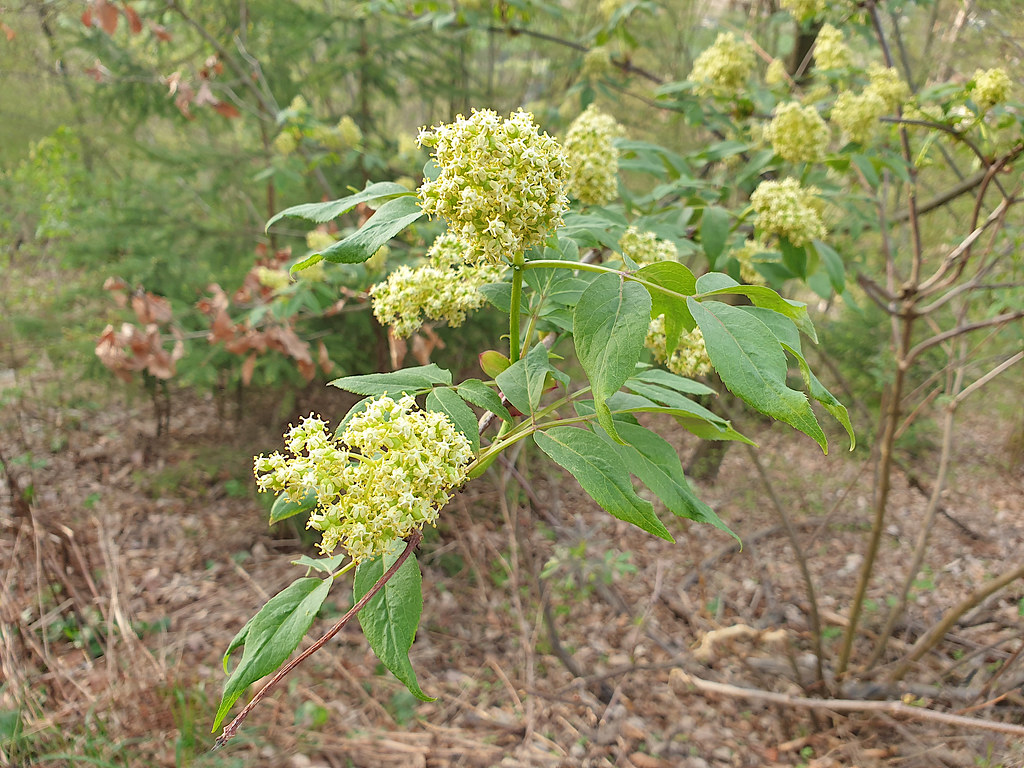 Elderberry in flower