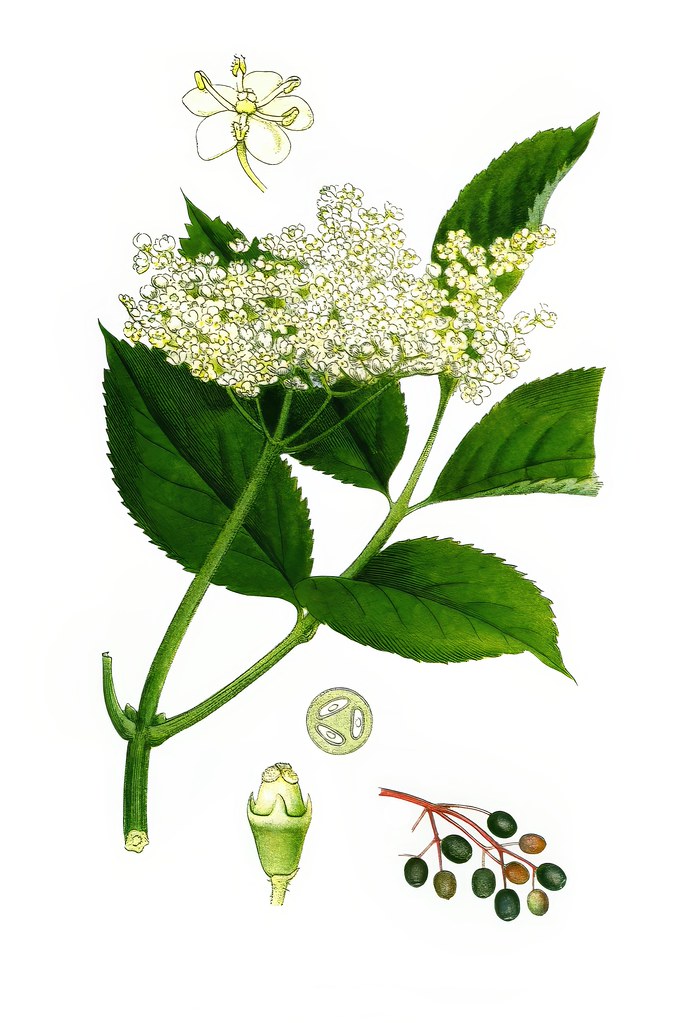 Elderberry in flower