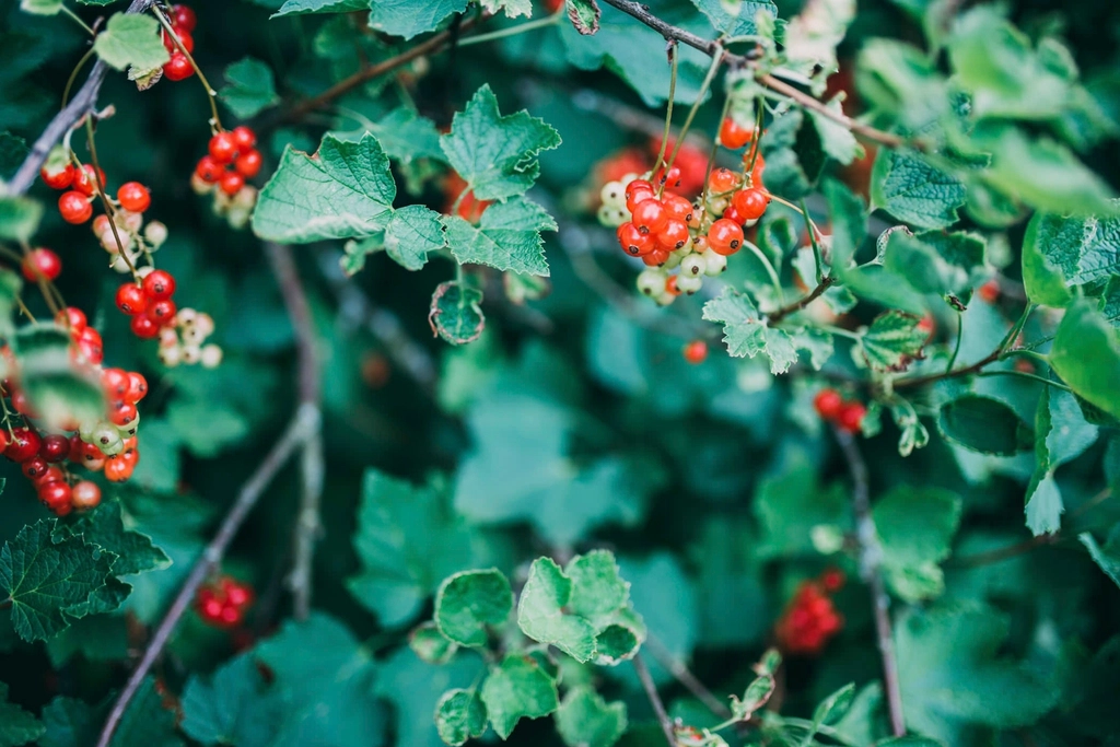Currant Plants