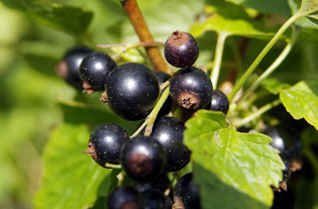Currant bush