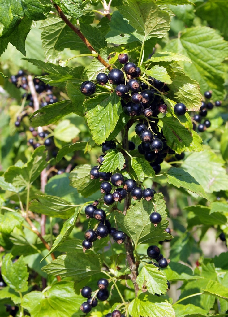 Currant bush