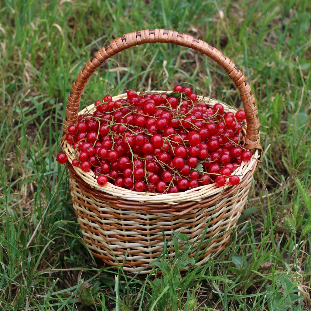 Currants
