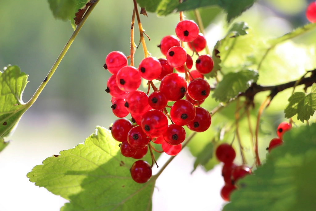 Ripe currants