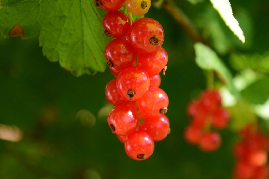 Ripe currants