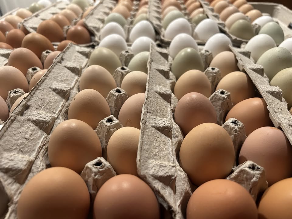 Eggs