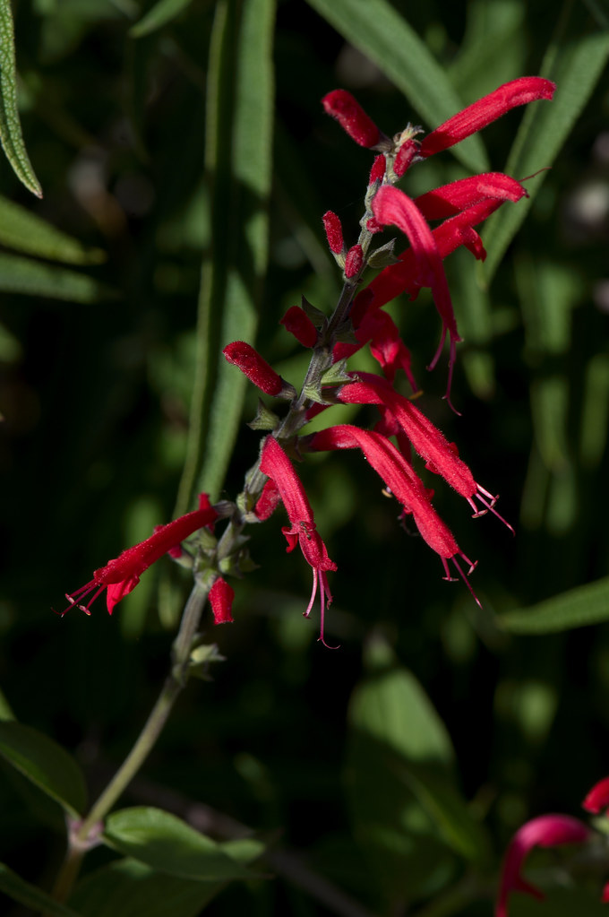 Fuschias