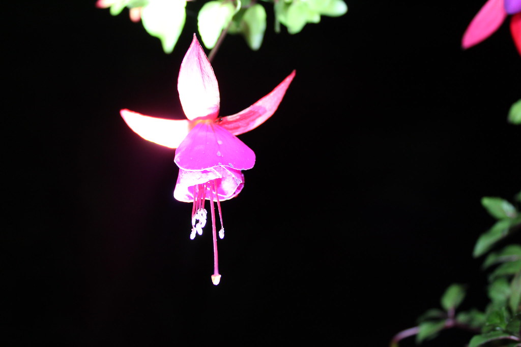 Fuchsia in bloom