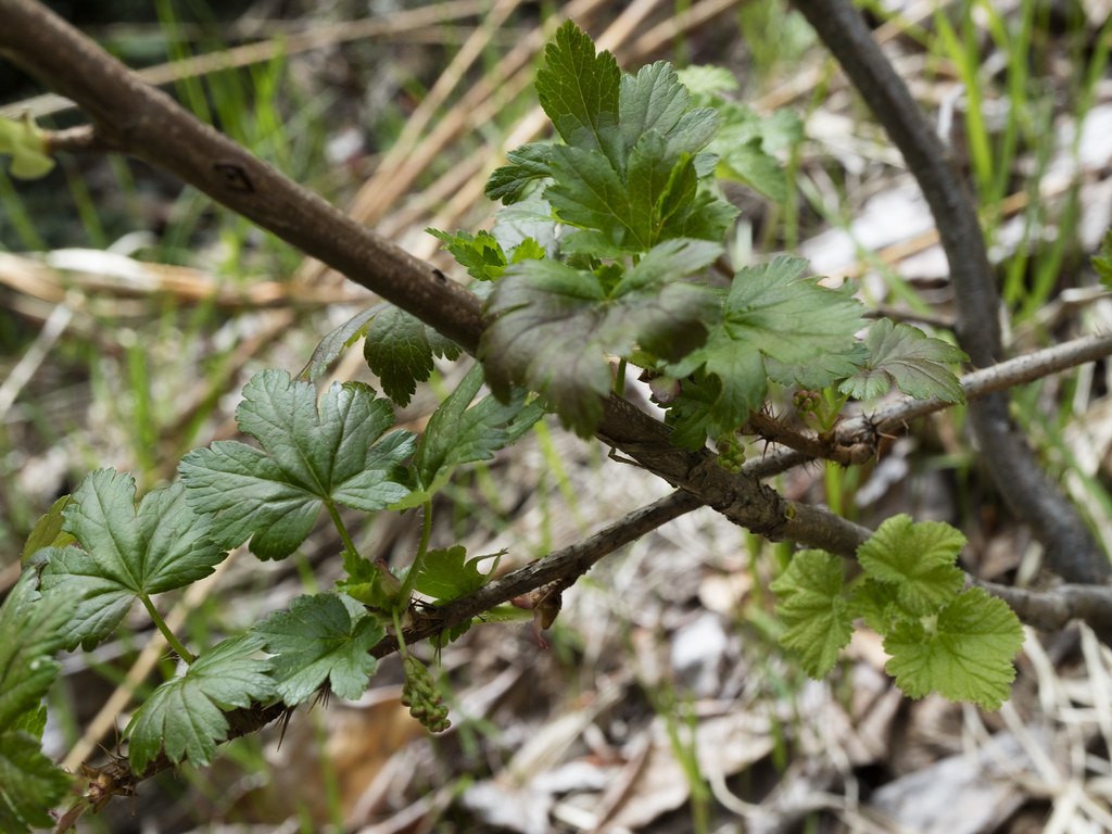Jostaberries on the bush