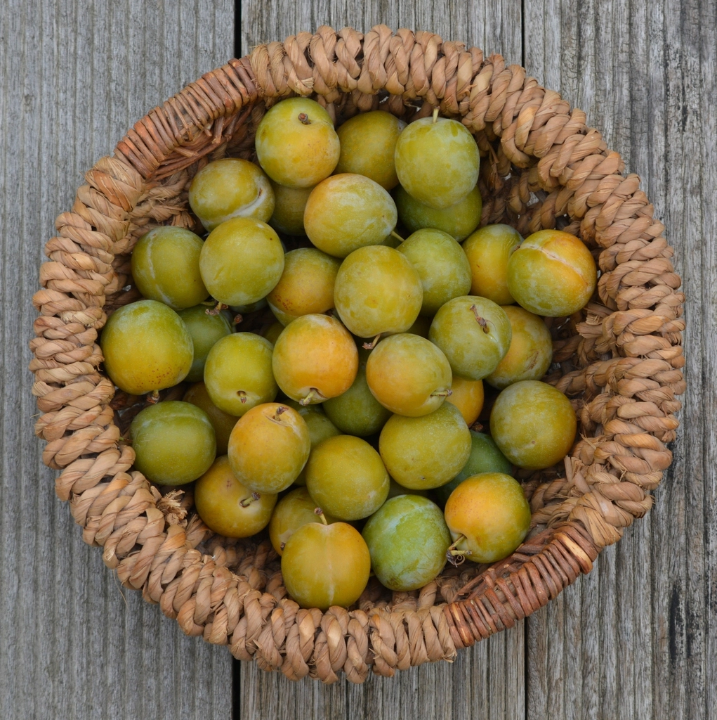 Yellow plums