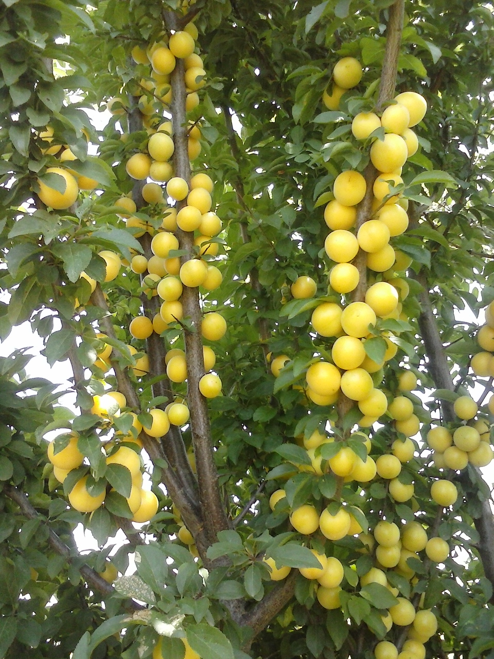 Yellow plums